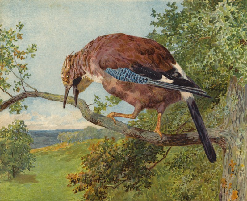 Jay euroasijský (chromolitho) od Charles Collins
