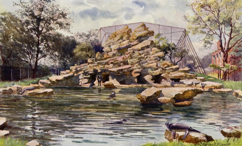 Londýnská zoo: Lachtanův rybník (barevné lito) od Charles Edwin Flower