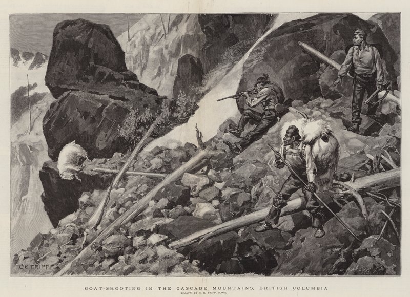 Kozí střelba v Cascade Mountains, Britská Kolumbie od Charles Edwin Fripp