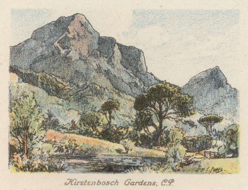 Jihoafrická republika: Kirstenbosch Gardens, CP (barevná litografie) od Charles Ernest Peers
