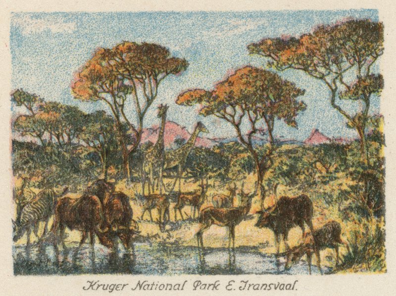 Jihoafrická republika: Krugerův národní park, východní Transvaal (barevná litografie) od Charles Ernest Peers