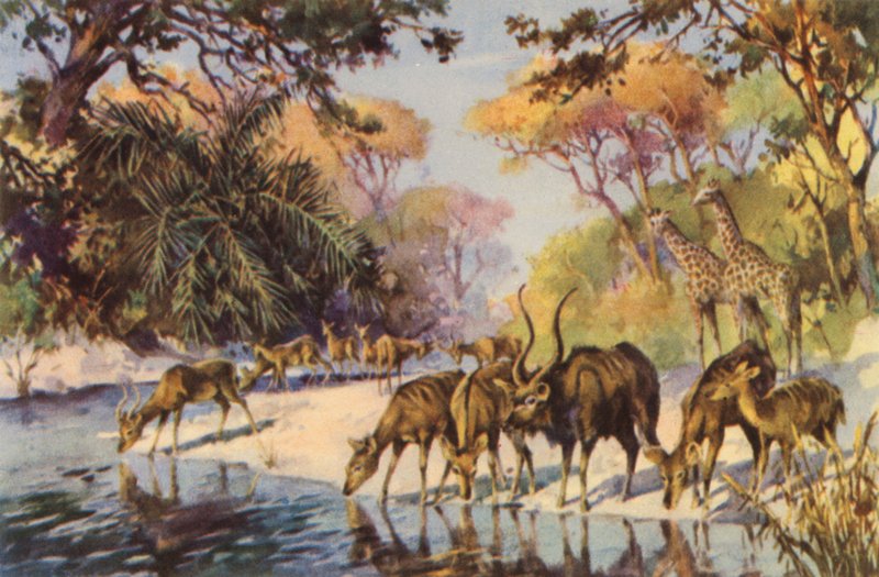 Jihoafrická republika: Krugerův národní park, Transvaal (barevná litografie) od Charles Ernest Peers