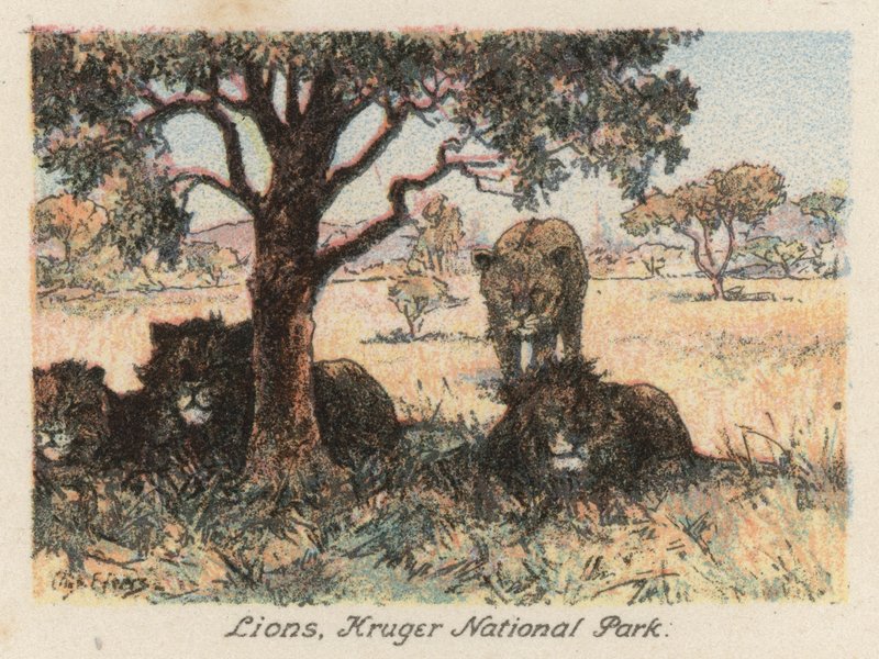 Jihoafrická republika: Lvi, Krugerův národní park (barevná litografie) od Charles Ernest Peers