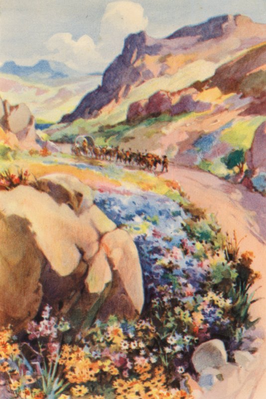 Jihoafrická republika: Namaqualand Flowers (barevná litografie) od Charles Ernest Peers