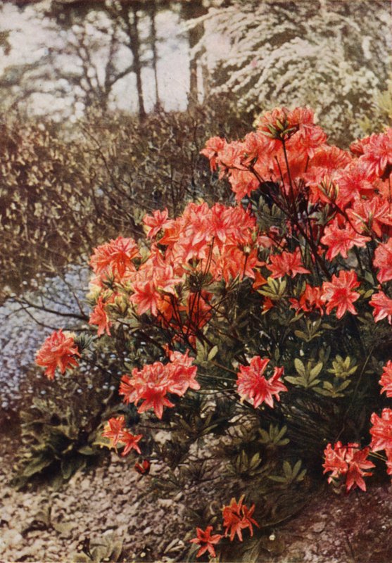 Keř Hardy Azalea (barevné foto) od Charles Essenhigh Corke