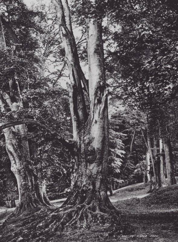 Polana v parku Knole (čb fotografie) od Charles Essenhigh Corke