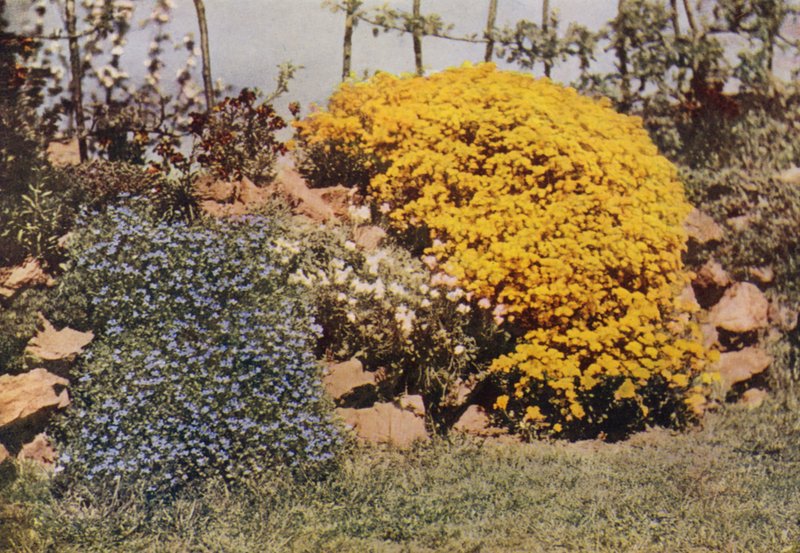 Skalní stěna, Aubrietia, Sun Rose, Yellow Alyssum (barevné foto) od Charles Essenhigh Corke