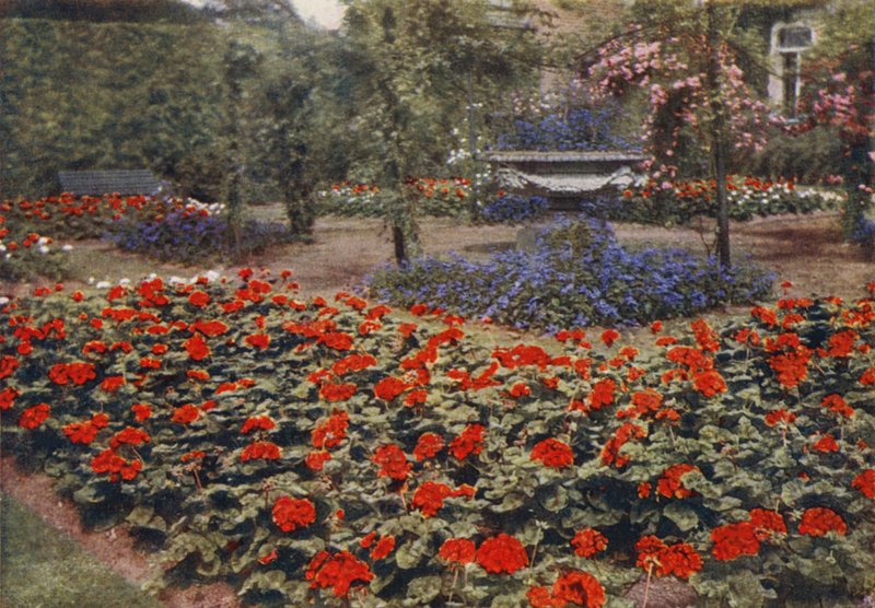 Geranium Paul Crampel a další letní květiny (barevné foto) od Charles Essenhigh Corke