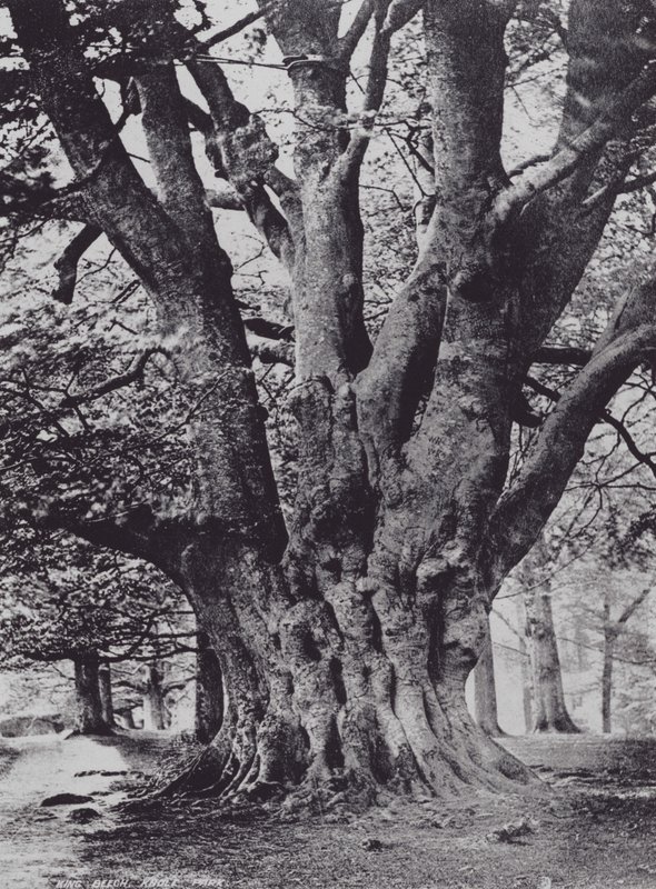 King Beech, Knole Park (černobílá fotografie) od Charles Essenhigh Corke