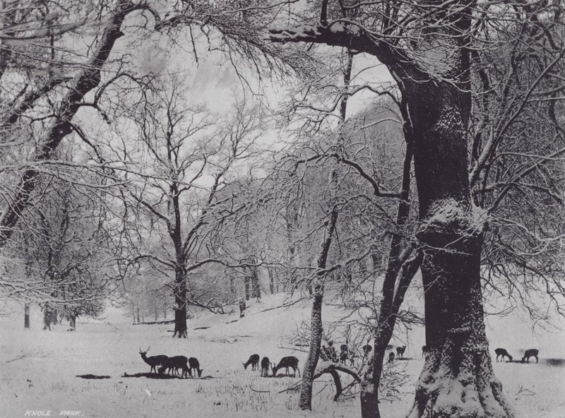Knole Park (černobílá fotografie) od Charles Essenhigh Corke