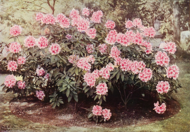 Rhododendron Pink Pearl, v "The Heights", Witley, rezidence paní Farnhamové (barevné foto) od Charles Essenhigh Corke