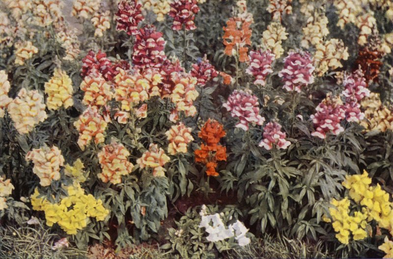 Snapdragons (barevná fotografie) od Charles Essenhigh Corke