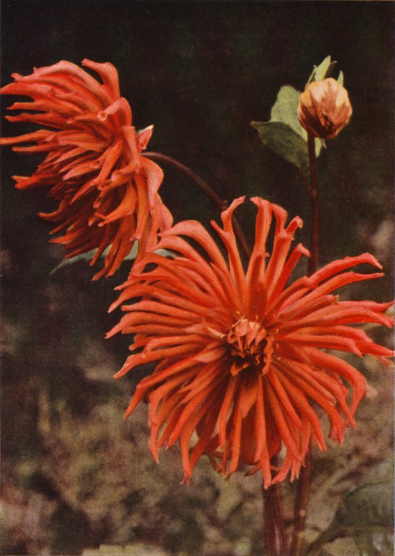 Kaktus Dahlia "Brisbane" (barevná fotografie) od Charles Essenhigh Corke