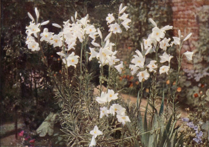 The Madonna Lily (barevné foto) od Charles Essenhigh Corke