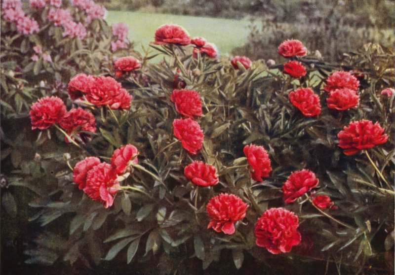 The Old Double Crimson Paeony (barevná fotografie) od Charles Essenhigh Corke