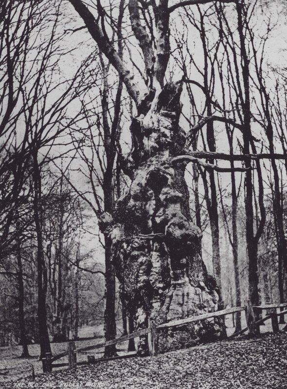 The Old Oak, Knole Park (černobílá fotografie) od Charles Essenhigh Corke