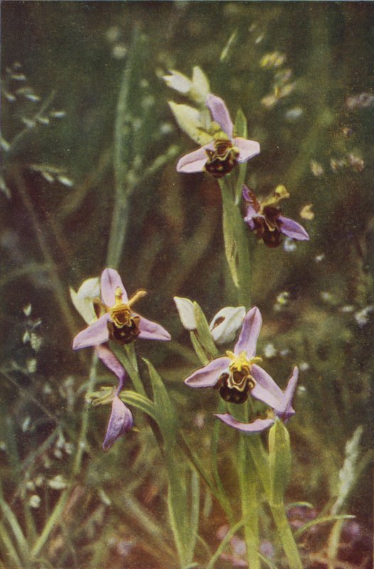 Divoké květiny: Bee Orchis (barevné foto) od Charles Essenhigh Corke