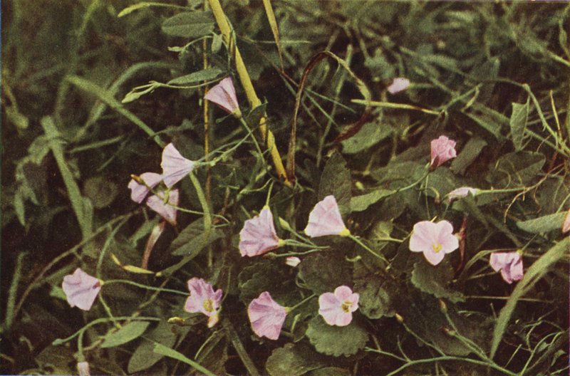 Wild flowers: Bindweed (colour photo)   1321483   cs       czech Successfully Translated  Original: De dwerg Riepl Gleichdron, ca. 1710 Riepl Gleichdron, Approbierter und Privilegierter Sauschneider, und Spanischer äpfell-Abaldator (title on object) Il Cal od Charles Essenhigh Corke