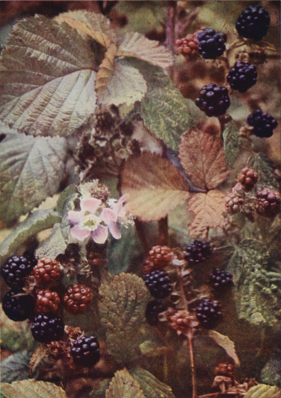 Divoké květiny: Bramble (barevné foto) od Charles Essenhigh Corke