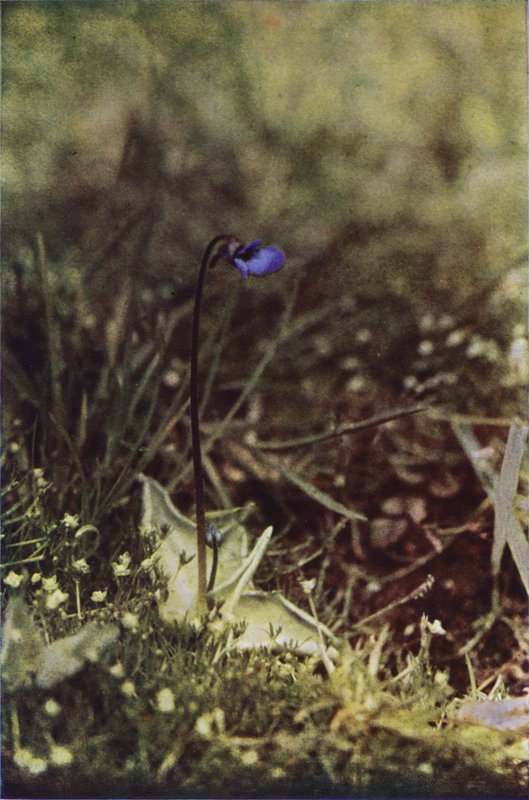 Divoké květiny: Butterwort (barevné foto) od Charles Essenhigh Corke