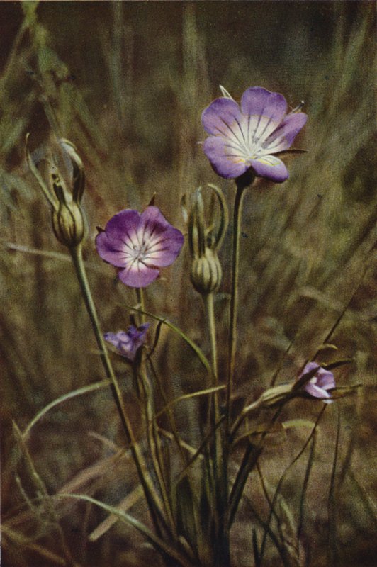 Divoké květiny: Corn-Cockle (barevné foto) od Charles Essenhigh Corke