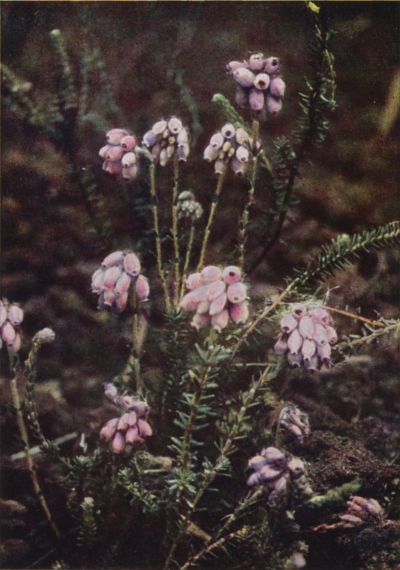 Divoké květiny: vřesovec křížolistý (barevné foto) od Charles Essenhigh Corke