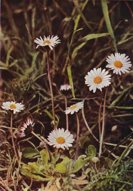 Divoké květiny: Daisy (barevné foto) od Charles Essenhigh Corke