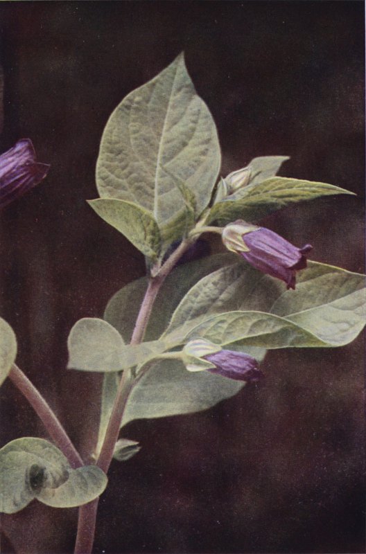 Divoké květiny: Deadly Nightshade (barevné foto) od Charles Essenhigh Corke