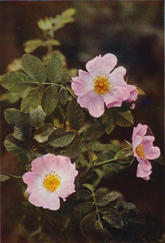 Divoké květiny: Dog Rose (barevné foto) od Charles Essenhigh Corke