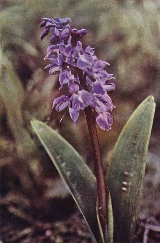 Divoké květiny: Early Purple Orchid (barevné foto) od Charles Essenhigh Corke