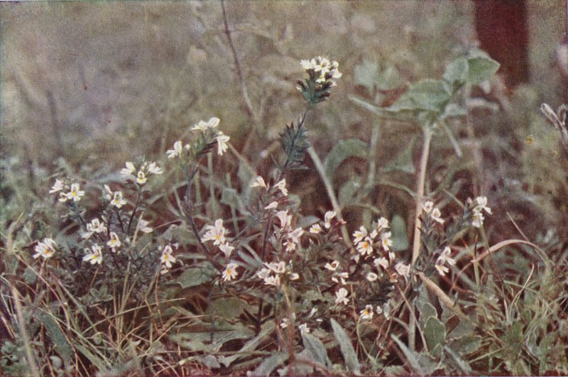 Divoké květiny: Eyebright (barevné foto) od Charles Essenhigh Corke