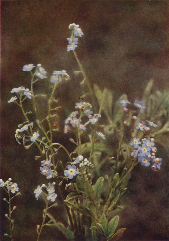 Divoké květiny: Forget-Me-Not (barevné foto) od Charles Essenhigh Corke