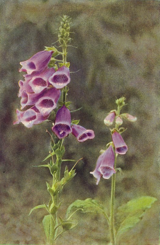 Divoké květiny: Foxglove (barevné foto) od Charles Essenhigh Corke