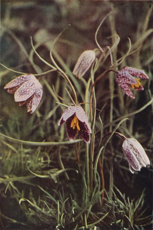 Divoké květiny: Fritillary (barevné foto) od Charles Essenhigh Corke