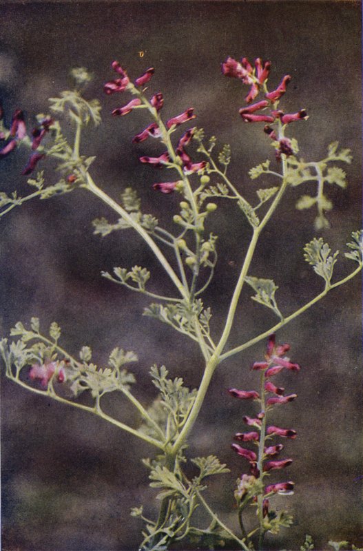 Divoké květiny: Fumitory (barevné foto) od Charles Essenhigh Corke