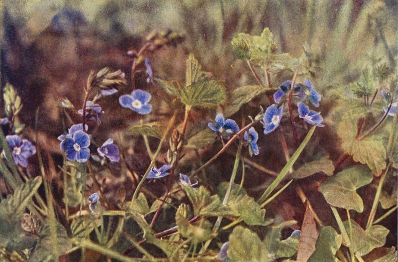 Divoké květiny: Germander Speedwell (barevné foto) od Charles Essenhigh Corke