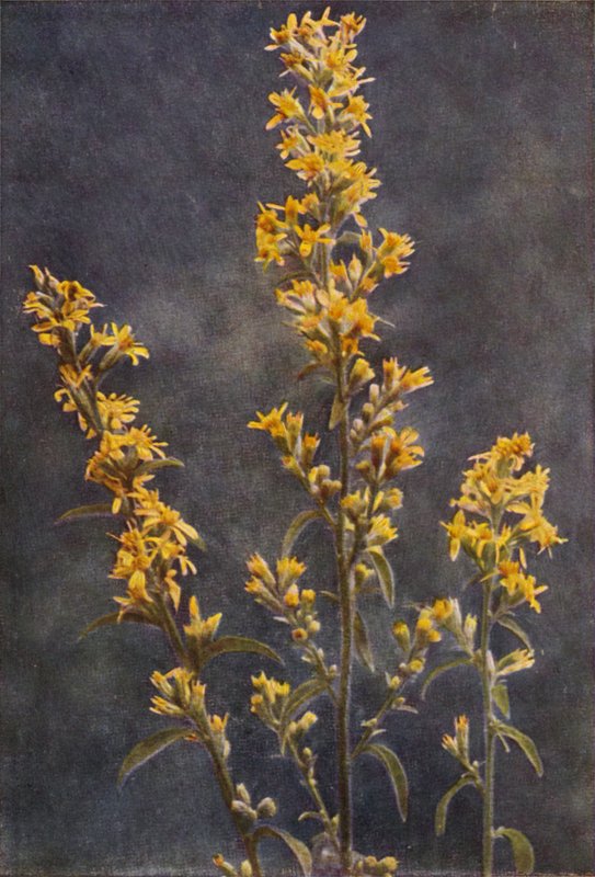 Divoké květiny: Golden Rod (barevné foto) od Charles Essenhigh Corke