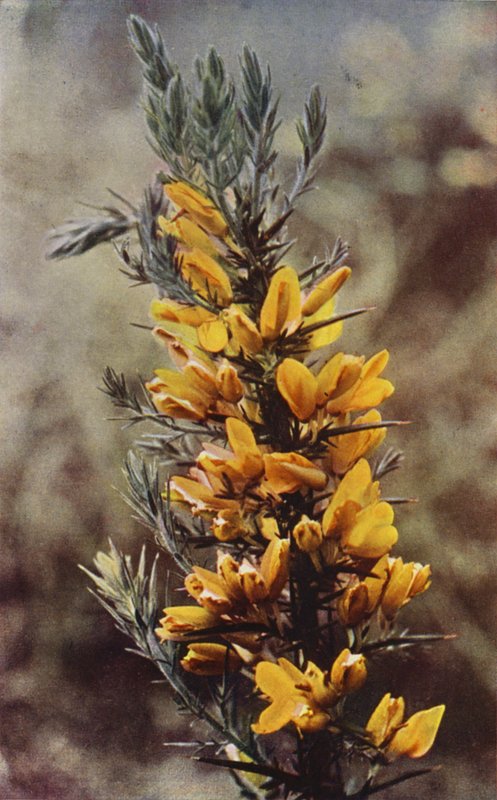 Divoké květiny: Gorse (barevné foto) od Charles Essenhigh Corke