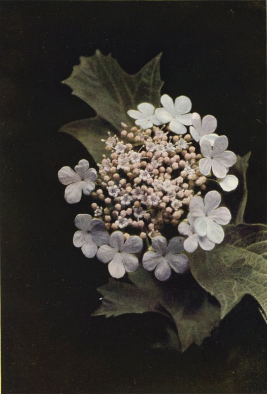 Divoké květiny: Guelder Rose (barevné foto) od Charles Essenhigh Corke