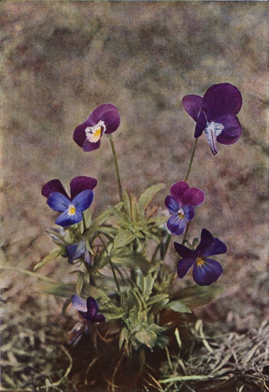 Divoké květiny: Heartsease (barevné foto) od Charles Essenhigh Corke