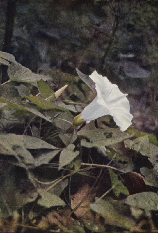 Divoké květiny: Hedge Convolvulus (barevné foto) od Charles Essenhigh Corke