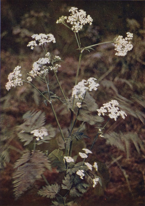 Divoké květiny: Hedge Petržel (barevné foto) od Charles Essenhigh Corke