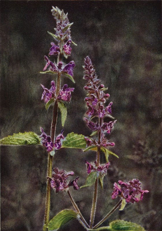 Divoké květiny: Hedge Stachys (barevné foto) od Charles Essenhigh Corke