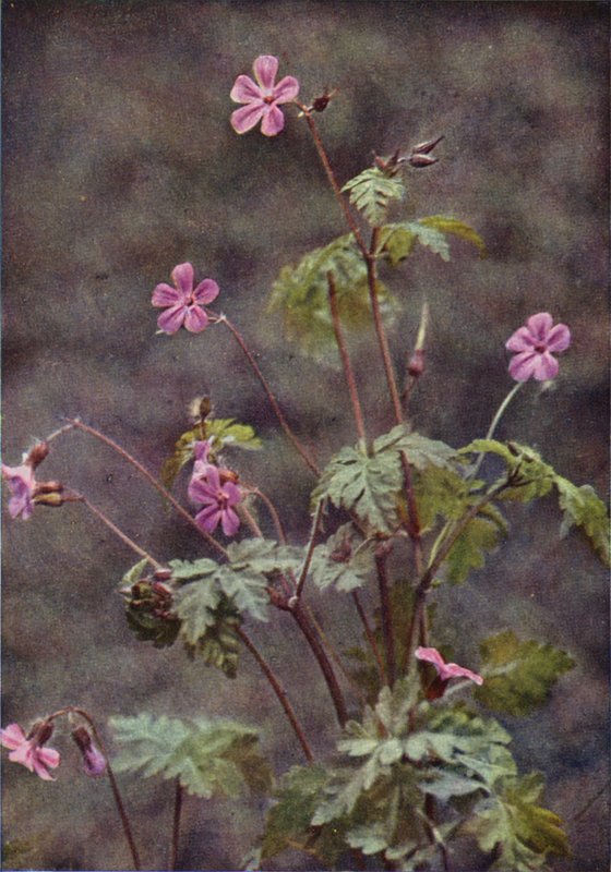 Divoké květiny: Herb Robert (barevné foto) od Charles Essenhigh Corke