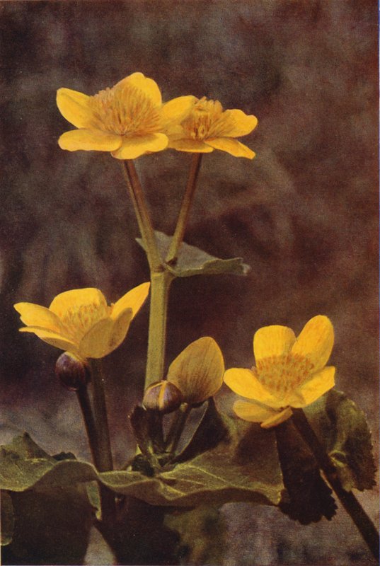 Divoké květiny: Marsh Marigold (barevné foto) od Charles Essenhigh Corke