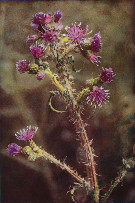 Divoké květiny: Marsh Thistle (barevné foto) od Charles Essenhigh Corke