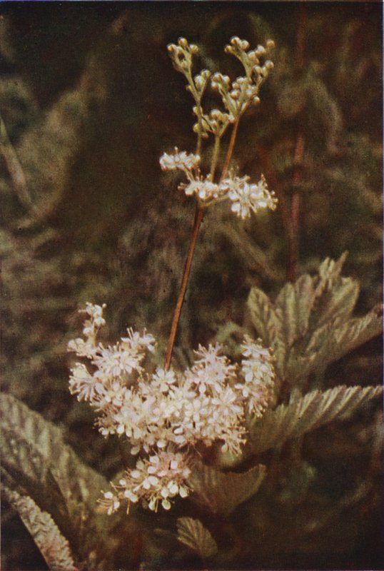 Divoké květiny: Meadow-Sweet (barevné foto) od Charles Essenhigh Corke