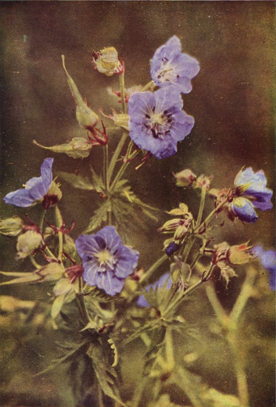 Divoké květiny: Jeřáb luční (barevné foto) od Charles Essenhigh Corke