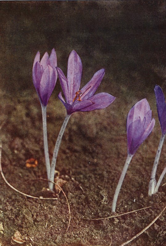 Divoké květiny: Meadow Saffron (barevné foto) od Charles Essenhigh Corke