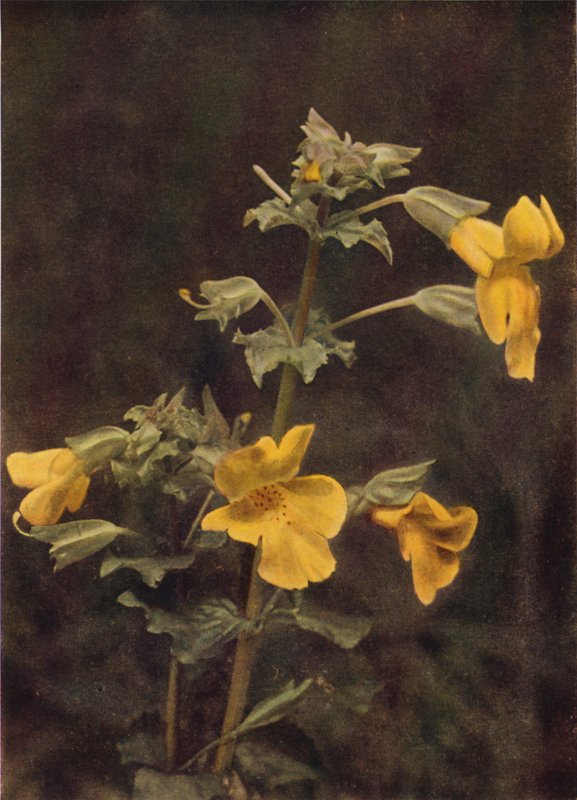 Divoké květiny: Monkey Flower (barevná fotografie) od Charles Essenhigh Corke